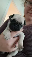 Delilah, a female Pug for sale in Wapakoneta, OH – Photo 2 of 2