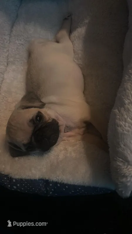 Aurora – Pug puppy for sale in Wapakoneta, OH