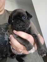 Billy, a male Pug for sale in Wapakoneta, OH – Photo 2 of 2