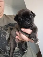 Billy, a male Pug for sale in Wapakoneta, OH – Photo 1 of 2