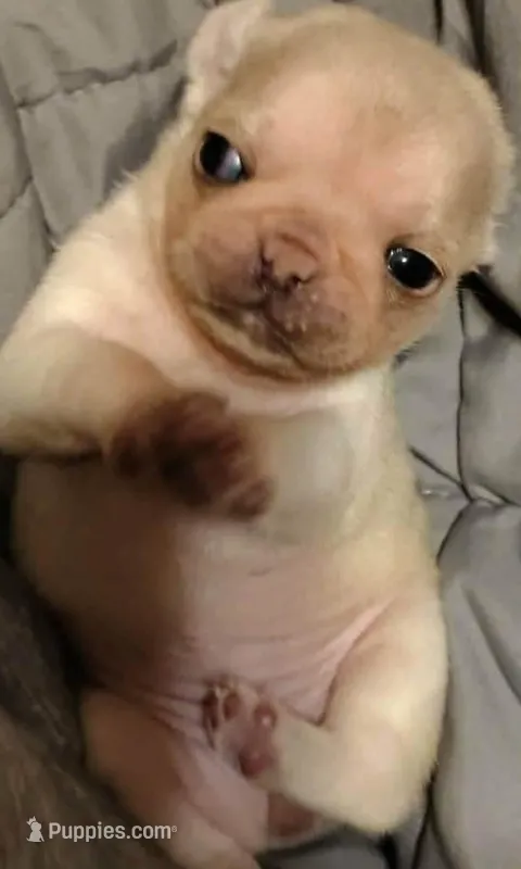 Darling  – Pug puppy for sale in Wapakoneta, OH