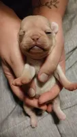 Darling , a female Pug for sale in Wapakoneta, OH – Photo 4 of 5