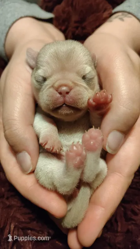 Darling  – Pug puppy for sale in Wapakoneta, OH