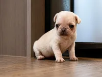 Darling , a female Pug for sale in Wapakoneta, OH – Photo 5 of 5