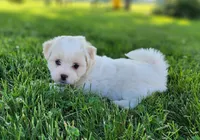 Buddy, a male Shichon for sale in Abbotsford, WI – 3 of 7