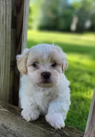 Blaze, a male Shichon for sale in Abbotsford, WI – 5 of 9