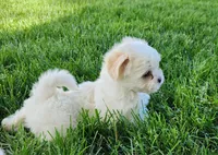 Bullet, a male Shichon for sale in Abbotsford, WI – 3 of 10