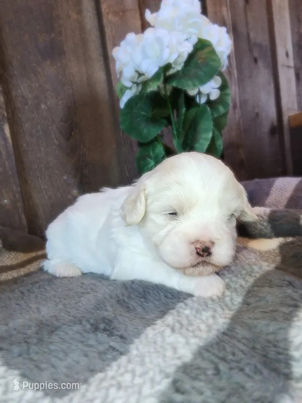 Bullet – Shichon puppy for sale in Abbotsford, WI