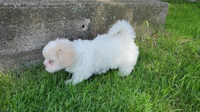 Blaze, a male Shichon for sale in Abbotsford, WI – 9 of 9
