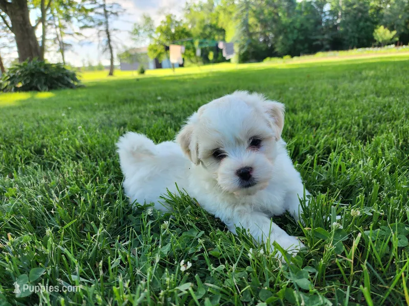 Buddy – Shichon puppy for sale in Abbotsford, WI