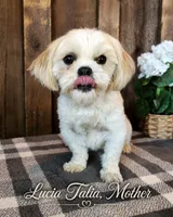 Chrissy June, a female Shichon for sale in Abbotsford, WI – 1 of 2
