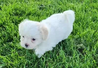 Bullet, a male Shichon for sale in Abbotsford, WI – 4 of 10