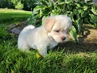 Blaze, a male Shichon for sale in Abbotsford, WI – 3 of 9