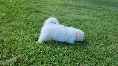 Bullet, a male Shichon for sale in Abbotsford, WI – 10 of 10