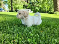 Blaze, a male Shichon for sale in Abbotsford, WI – 4 of 9