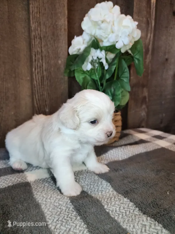 Blaze – Shichon puppy for sale in Abbotsford, WI