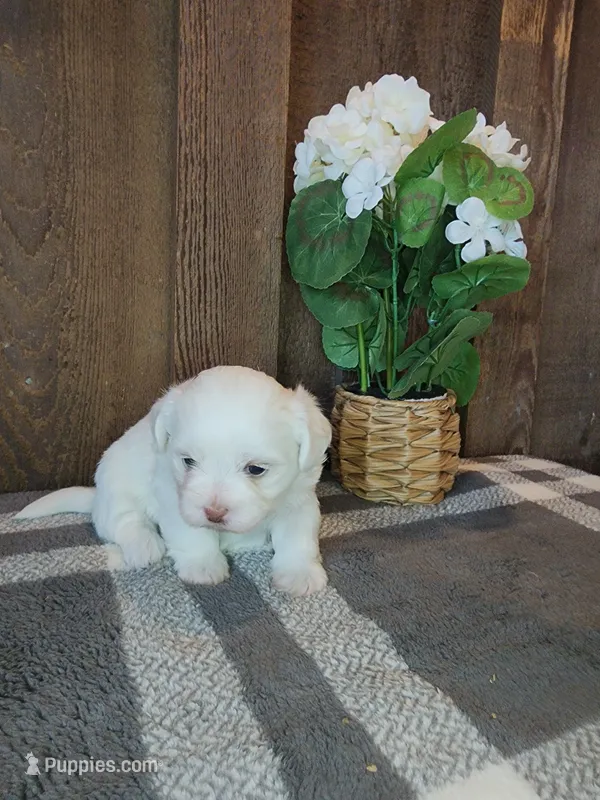 Breezy – Shichon puppy for sale in Abbotsford, WI