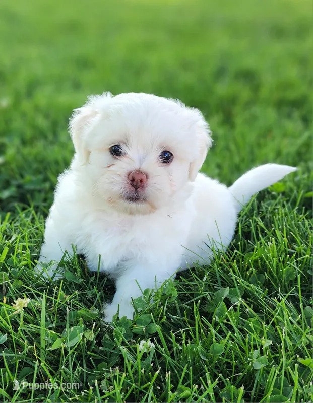Bennington – Shichon puppy for sale in Abbotsford, WI