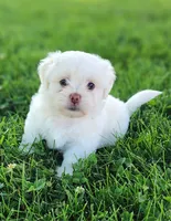 Bennington, a male Shichon for sale in Abbotsford, WI – 1 of 6