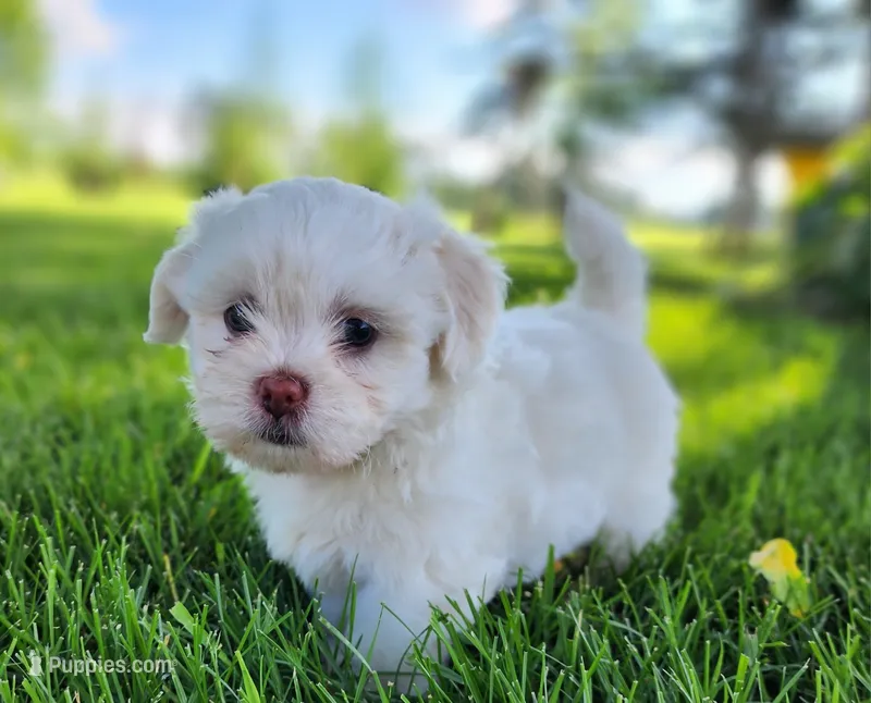 Breezy – Shichon puppy for sale in Abbotsford, WI