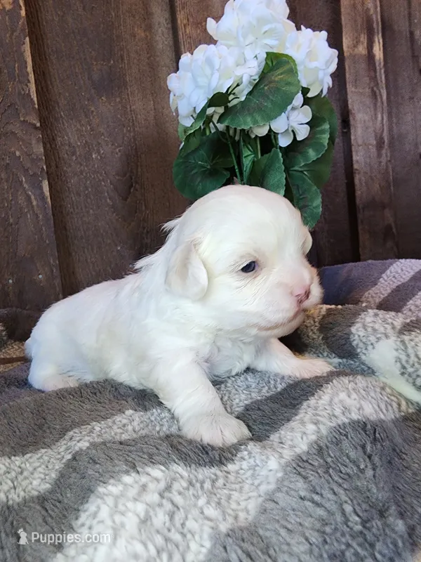 Bennington – Shichon puppy for sale in Abbotsford, WI