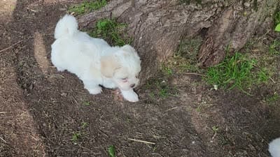 Buddy, a male Shichon for sale in Abbotsford, WI – 6 of 7