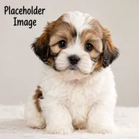 Oakley Jude, a male Shichon for sale in Abbotsford, WI – 1 of 3