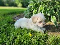 Blaze, a male Shichon for sale in Abbotsford, WI – 2 of 9