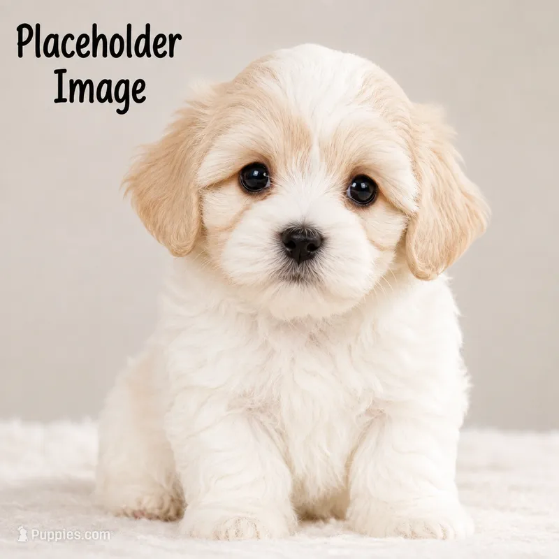 Autumn Pearl – Shichon puppy for sale in Abbotsford, WI