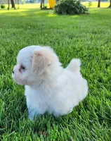 Bullet, a male Shichon for sale in Abbotsford, WI – 5 of 10