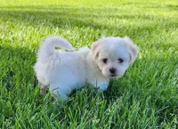 Bullet, a male Shichon for sale in Abbotsford, WI – 6 of 10