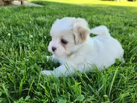 Buddy, a male Shichon for sale in Abbotsford, WI – 2 of 7
