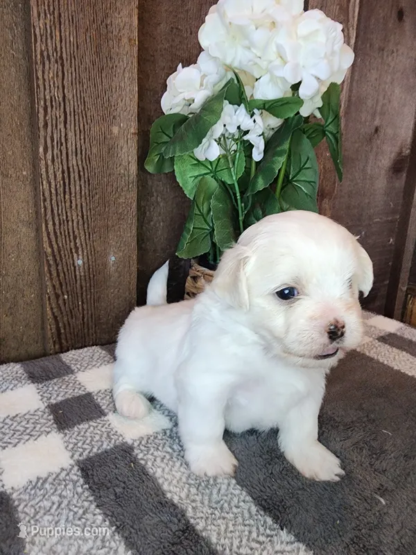 Bullet – Shichon puppy for sale in Abbotsford, WI