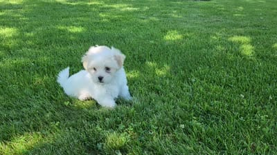 Buddy, a male Shichon for sale in Abbotsford, WI – 7 of 7