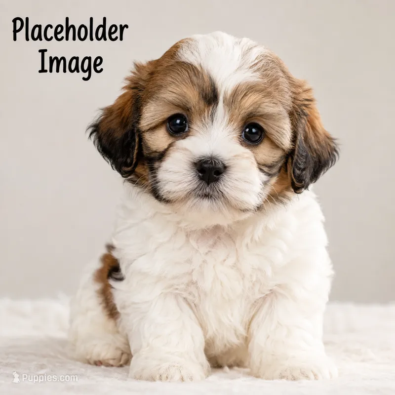 Pumpkin Rose – Shichon puppy for sale in Abbotsford, WI