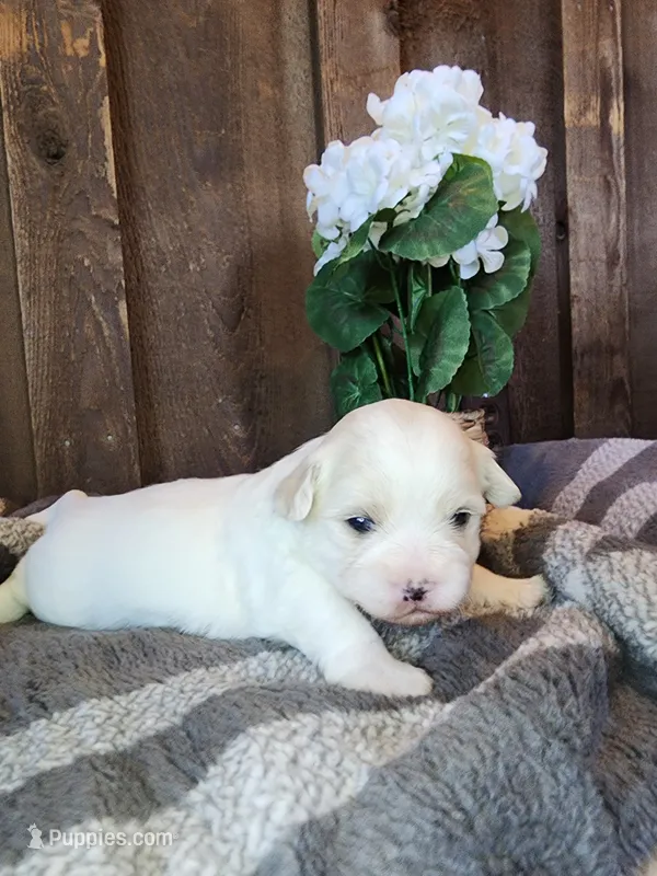 Buddy – Shichon puppy for sale in Abbotsford, WI