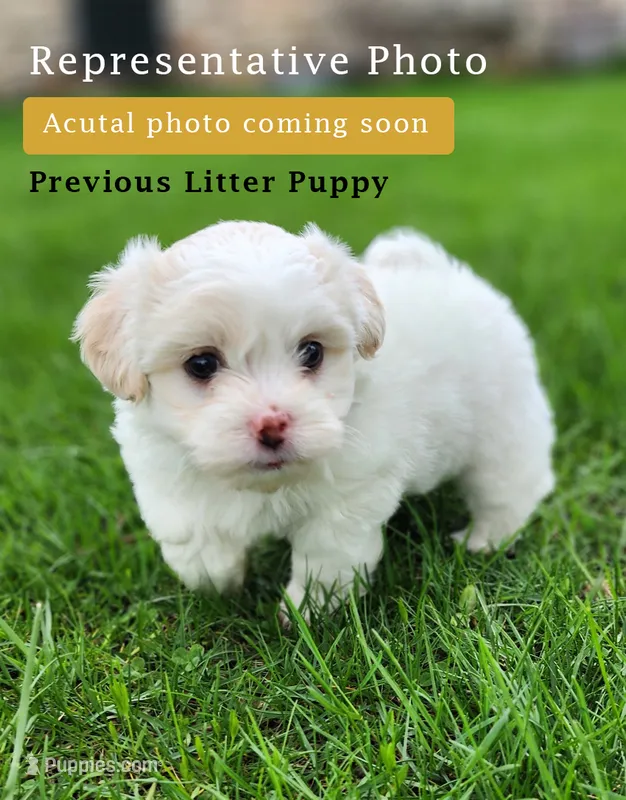 Bullet – Shichon puppy for sale in Abbotsford, WI