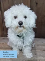 Pumpkin Rose, a female Shichon for sale in Abbotsford, WI – 2 of 2
