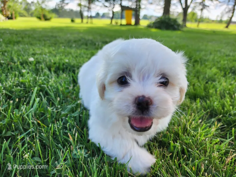Bullet – Shichon puppy for sale in Abbotsford, WI