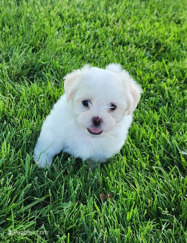 Bullet – Shichon puppy for sale in Abbotsford, WI
