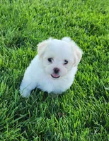 Bullet, a male Shichon for sale in Abbotsford, WI – 1 of 10