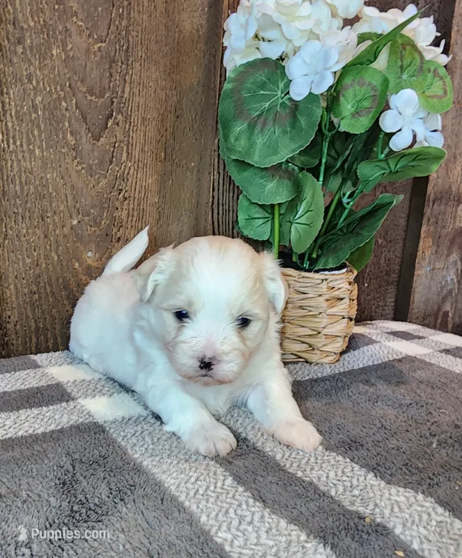 Buddy – Shichon puppy for sale in Abbotsford, WI