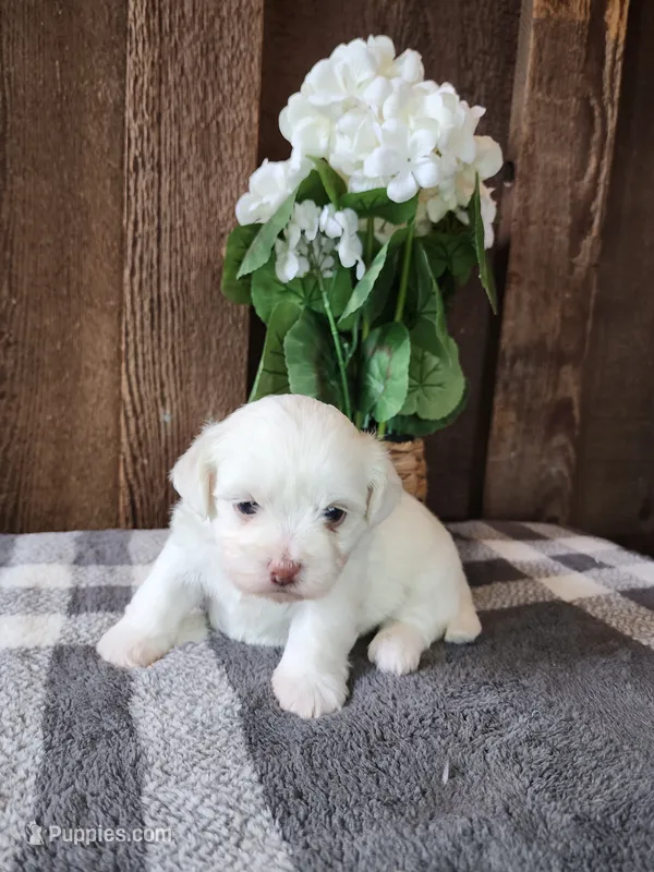 Bennington – Shichon puppy for sale in Abbotsford, WI