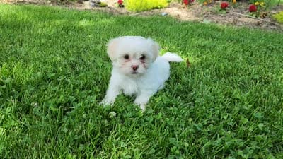 Bennington, a male Shichon for sale in Abbotsford, WI – 6 of 6
