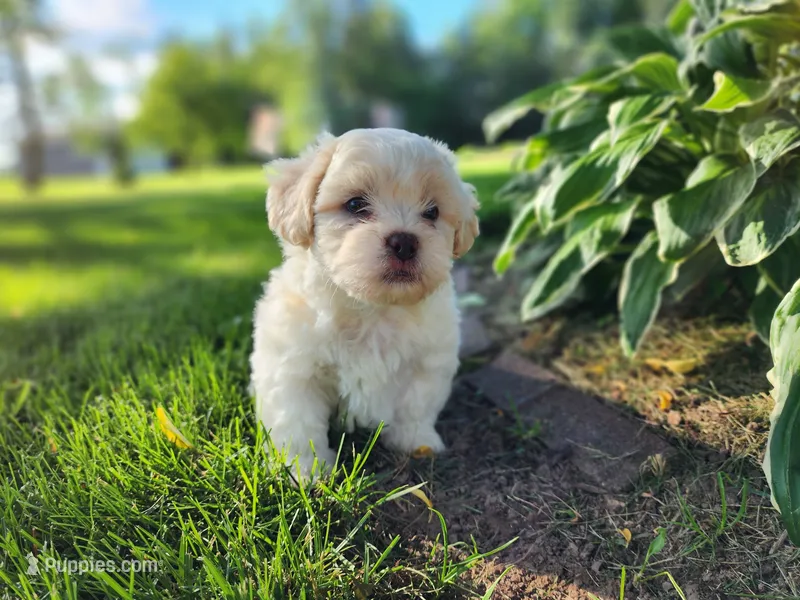 Blaze – Shichon puppy for sale in Abbotsford, WI