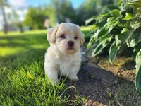 Blaze, a male Shichon for sale in Abbotsford, WI – 1 of 9