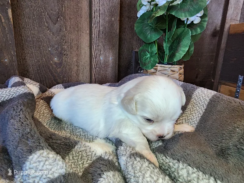 Blaze – Shichon puppy for sale in Abbotsford, WI