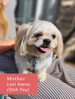 Bennington, a male Shichon for sale in Abbotsford, WI – 3 of 6