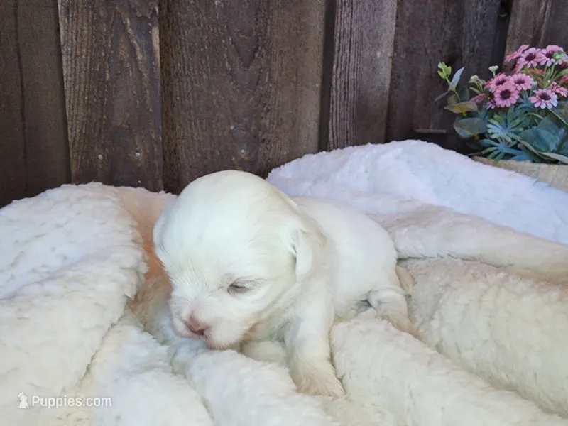 Breezy – Shichon puppy for sale in Abbotsford, WI