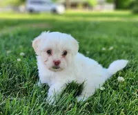 Bennington, a male Shichon for sale in Abbotsford, WI – 2 of 6